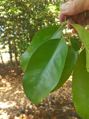 Syzygium tierneyanum