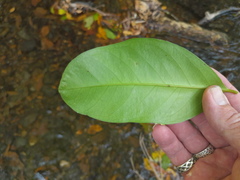 Syzygium tierneyanum