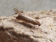 Neodactria luteolellus