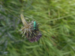 Phyllobius arborator