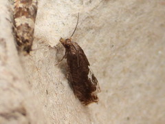 Eucosma