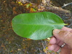 Syzygium tierneyanum