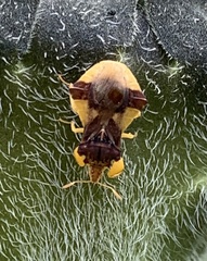 Phymata pennsylvanica