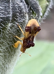 Phymata pennsylvanica