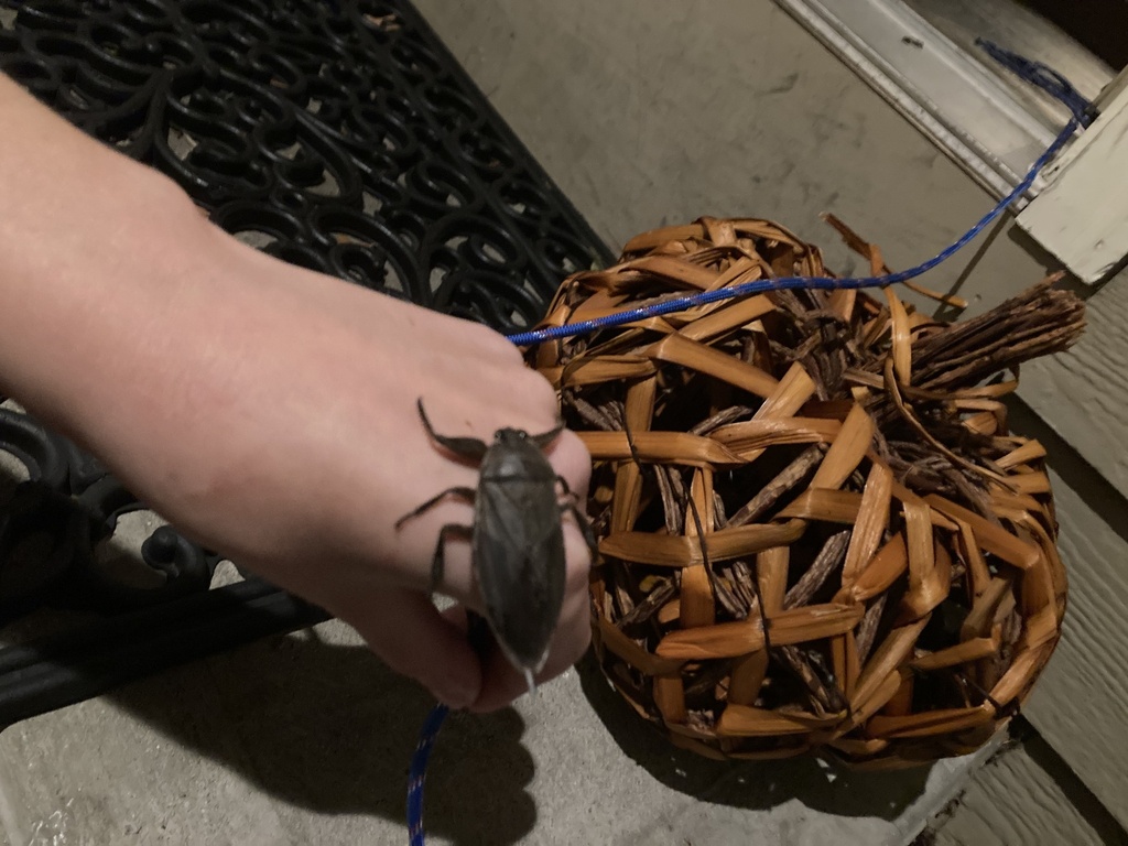 American Giant Water Bug from Jefferson Rd, Franklin, MA, US on October