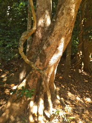 Syzygium tierneyanum