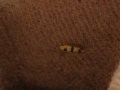 Empoa gillettei