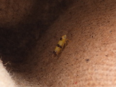 Empoa gillettei