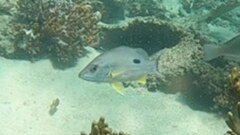 Lutjanus russellii