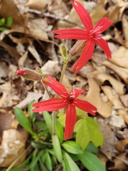 Silene virginica