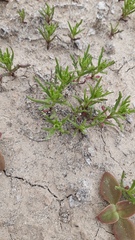Plantago hispidula