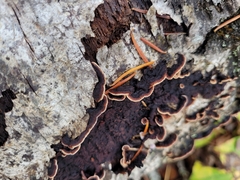Punctularia strigosozonata