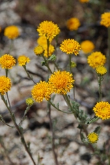 Chaenactis glabriuscula glabriuscula