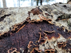 Punctularia strigosozonata
