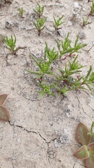 Plantago hispidula