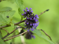 Heliotropium arborescens