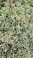 Nolana crassulifolia