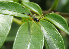 Xanthocryptus novozealandicus