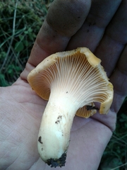 Cantharellus pallens