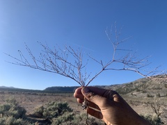 Eriogonum brachyanthum