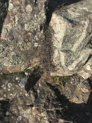 Muehlenbeckia tuggeranong