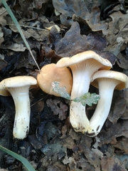Cantharellus pallens