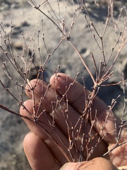 Eriogonum brachyanthum