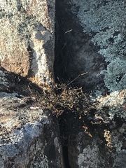 Muehlenbeckia tuggeranong