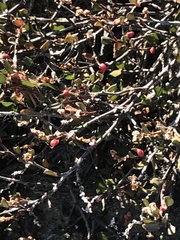 Muehlenbeckia tuggeranong