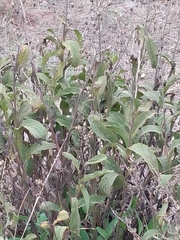 Digitalis