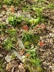 Silene virginica