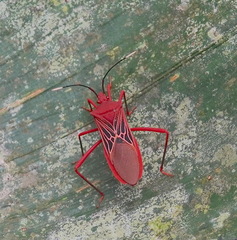 Leptoscelis centralis