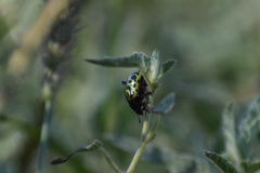Calligrapha serpentina