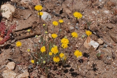 Chaenactis glabriuscula glabriuscula