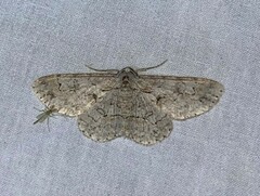 Iridopsis defectaria