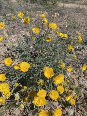 Baileya multiradiata