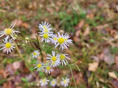 Erigeron strigosus