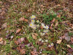 Erigeron strigosus