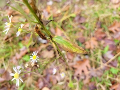 Erigeron strigosus