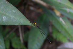 Coeliccia chromothorax
