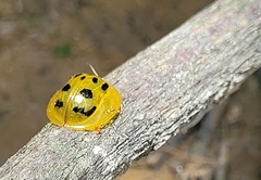 Coptocycla undecimpunctata