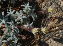 Chaenactis santolinoides