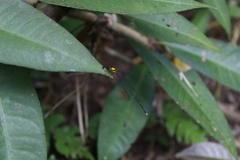 Coeliccia chromothorax