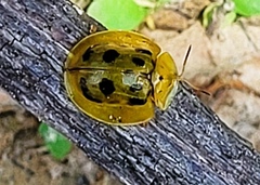 Coptocycla undecimpunctata