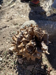 Pinus sabiniana