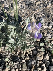 Lupinus duranii