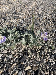 Lupinus duranii