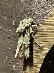 Lacinipolia laudabilis