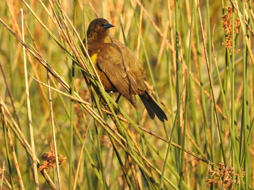 Brown-and-yellow Marshbird (Pseudoleistes virescens), photo 7