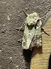 Lacinipolia laudabilis